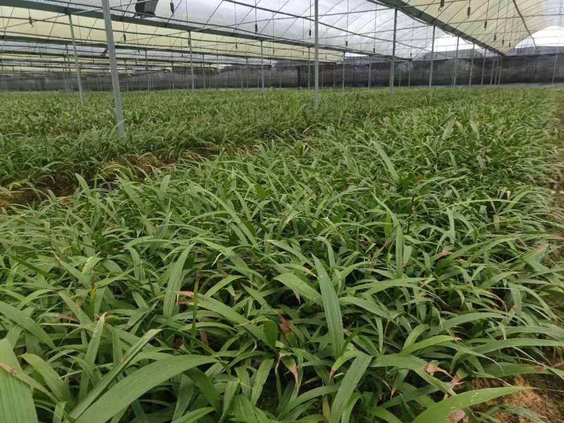 三叉大白芨种苗，基地一手，货源稳定，免费提供技术