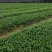 三叉大白芨种苗，基地一手，货源稳定，免费提供技术