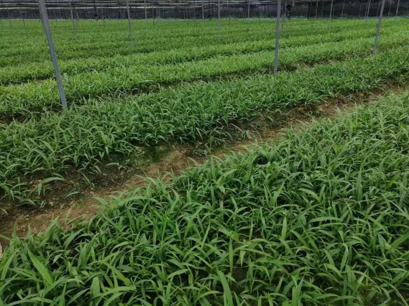 三叉大白芨种苗，基地一手，货源稳定，免费提供技术