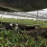 三叉大白芨种苗，基地一手，货源稳定，免费提供技术