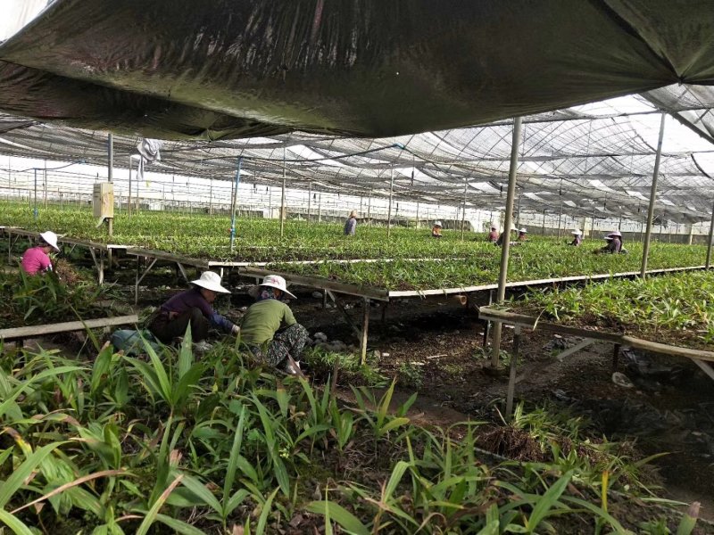 三叉大白芨种苗，基地一手，货源稳定，免费提供技术