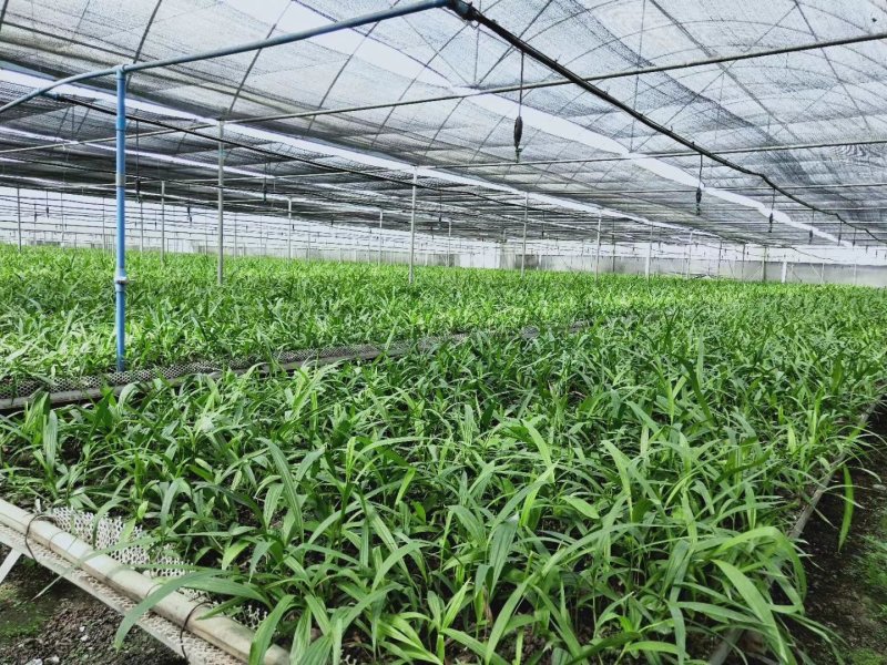 三叉大白芨种苗，基地一手，货源稳定，免费提供技术