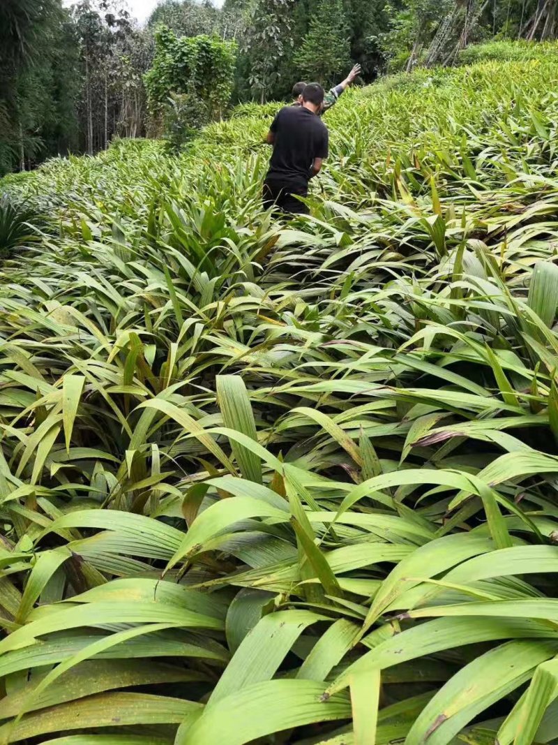 三叉大白芨种苗，基地一手，货源稳定，免费提供技术