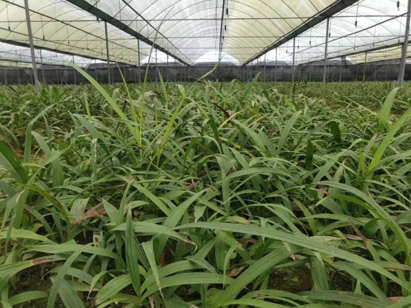 三叉大白芨种苗，基地一手，货源稳定，免费提供技术