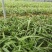 三叉大白芨种苗，基地一手，货源稳定，免费提供技术