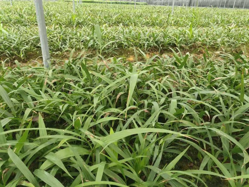 三叉大白芨种苗，基地一手，货源稳定，免费提供技术