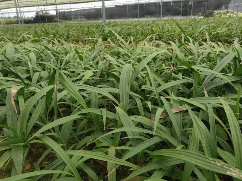 三叉大白芨种苗，基地一手，货源稳定，免费提供技术