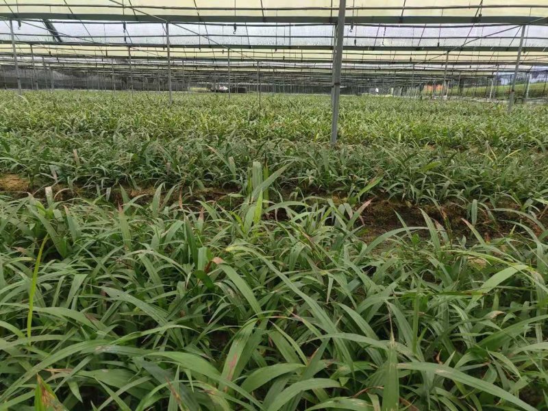 三叉大白芨种苗，基地一手，货源稳定，免费提供技术