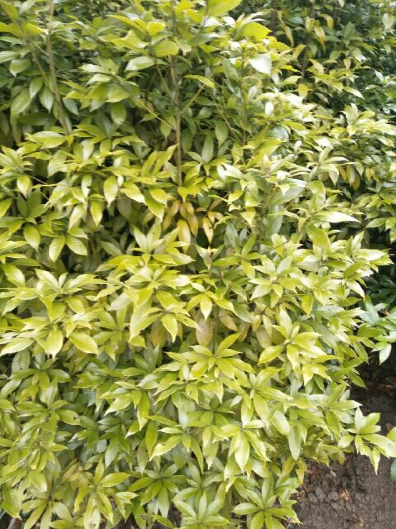 金丝楠桢楠苗