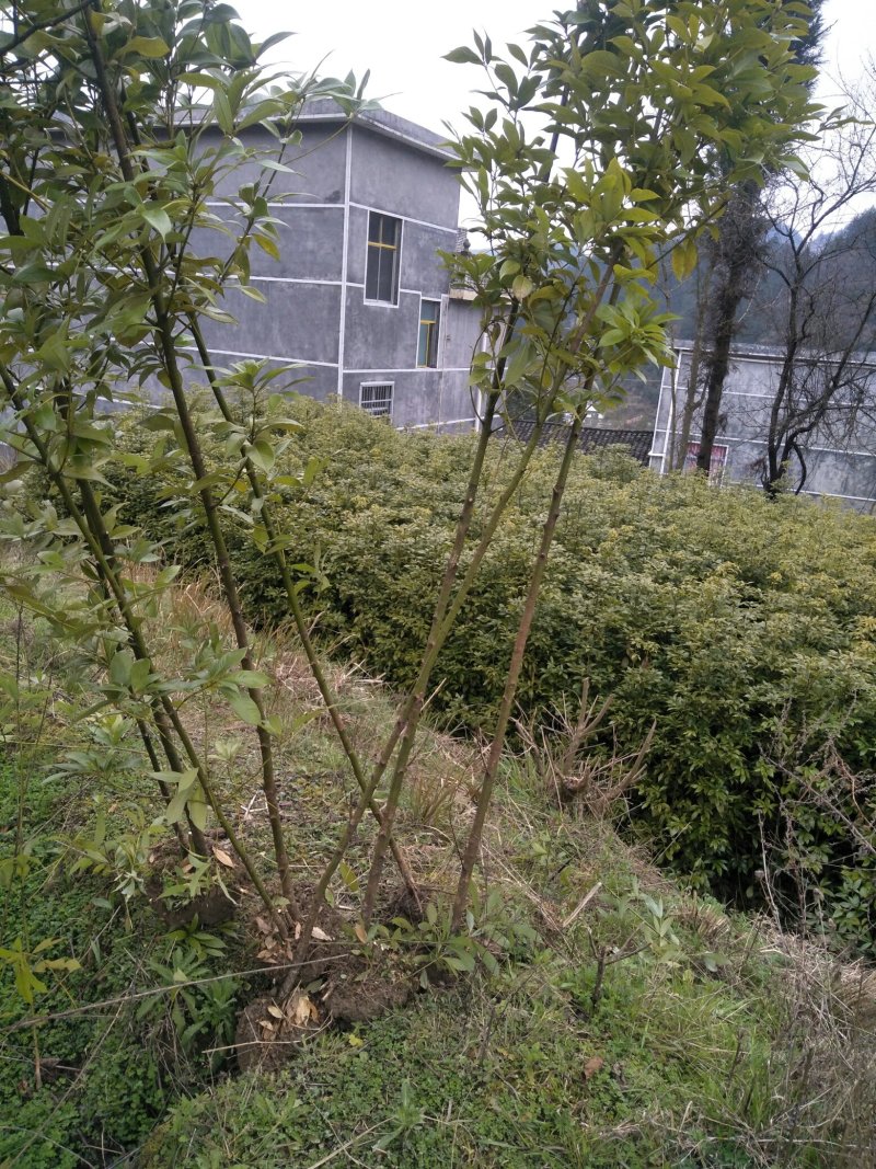 金丝楠桢楠苗