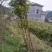 金丝楠桢楠苗