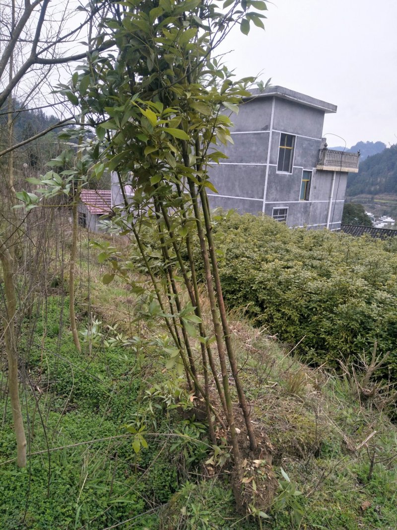 金丝楠桢楠苗