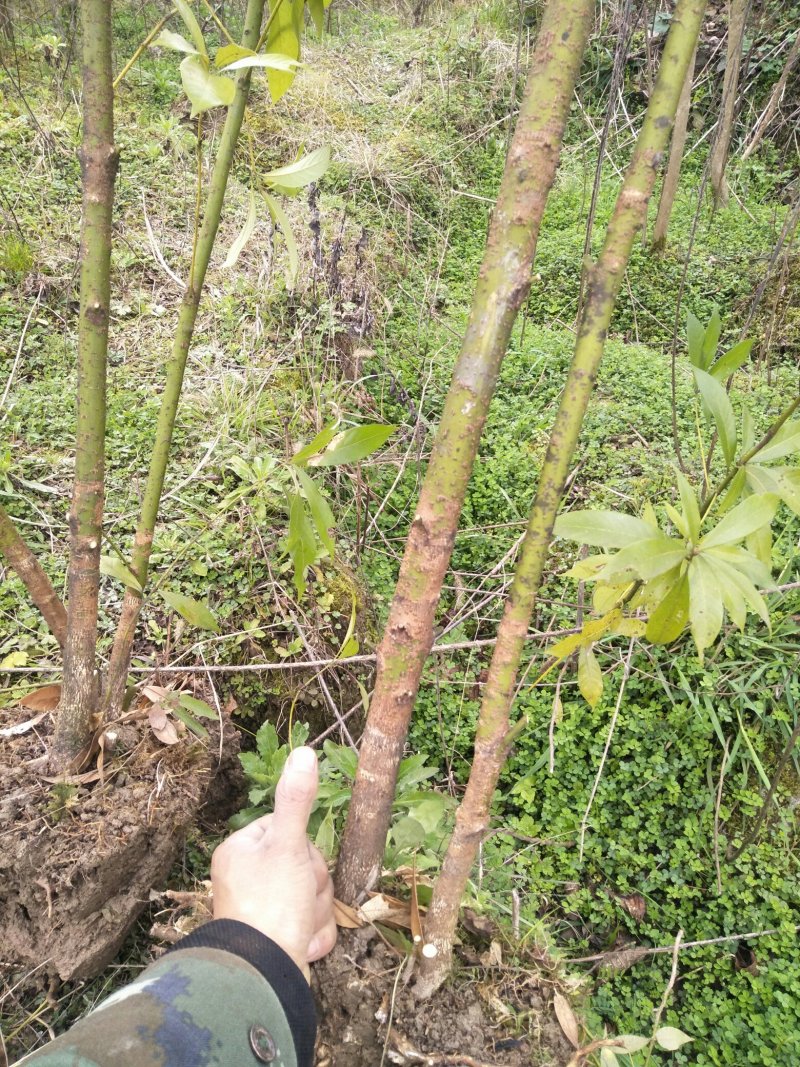 金丝楠桢楠苗
