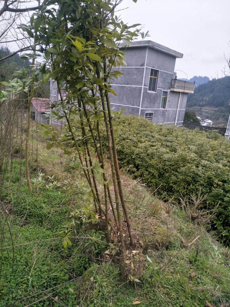 金丝楠桢楠苗