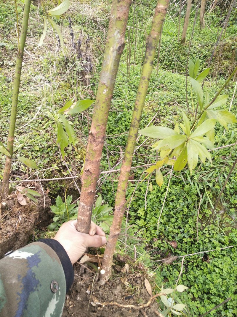 金丝楠桢楠苗