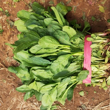 小叶菠菜(高杆菠菜)菌子叶35-45厘米