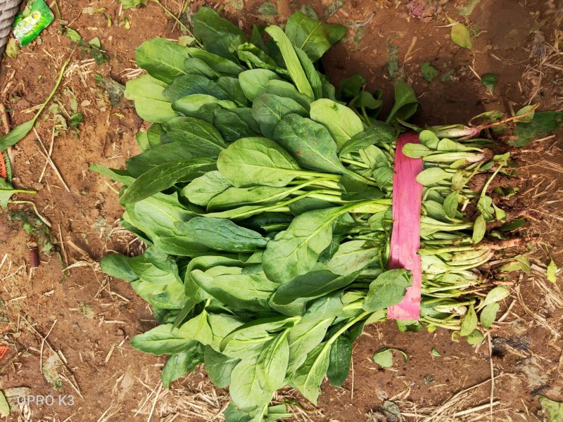 小叶菠菜（高杆菠菜）菌子叶35-45厘米