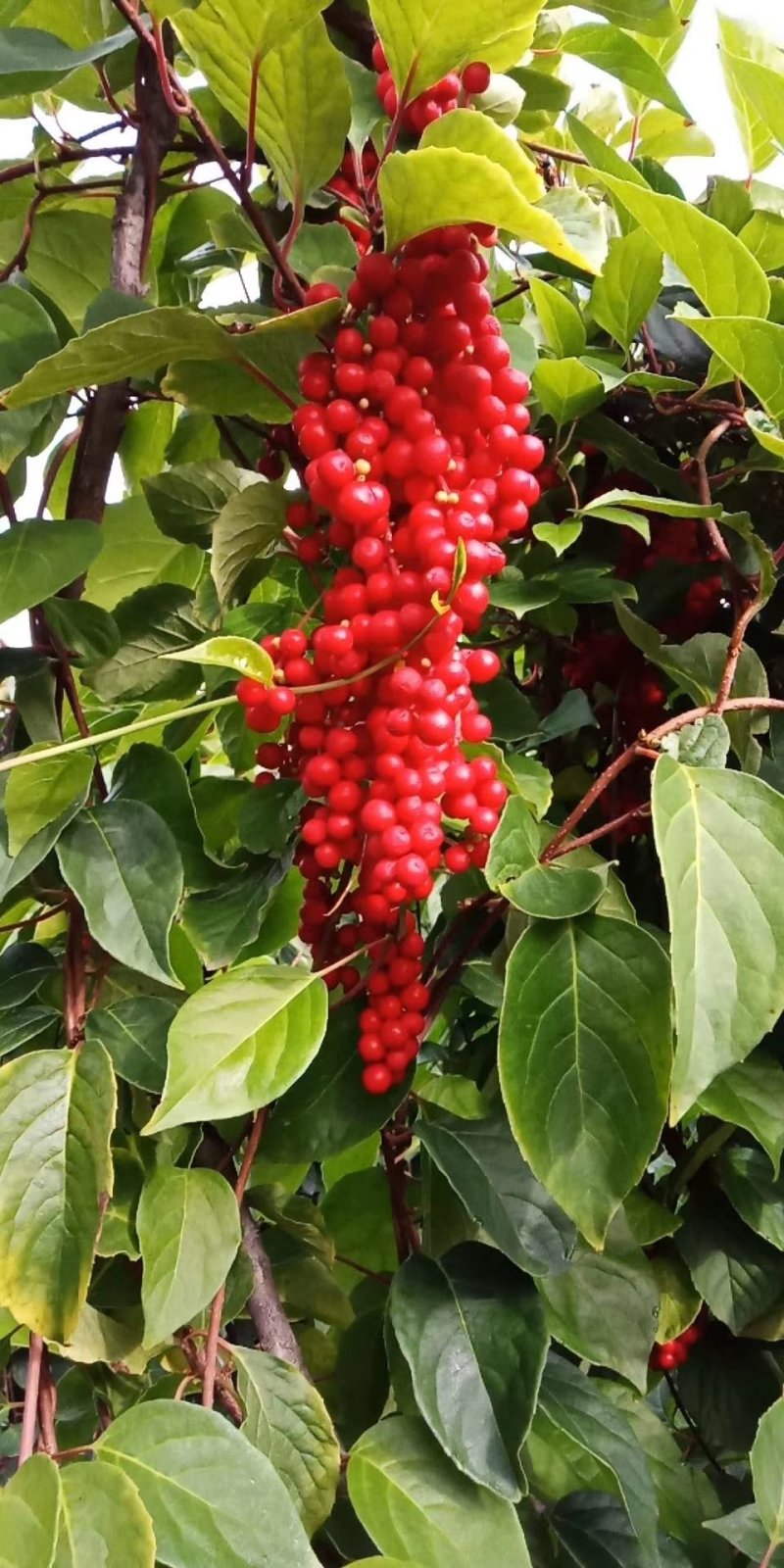 给广大种植户提供优质的五味子苗，期待咱们合作