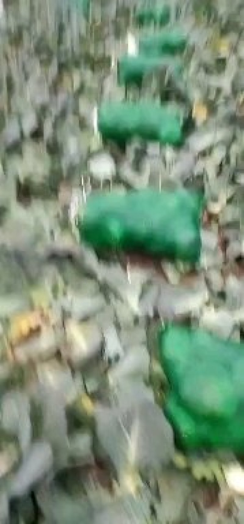 【精选推荐】嘉鱼县精品湖北甘蓝可视频看货卖相好量大