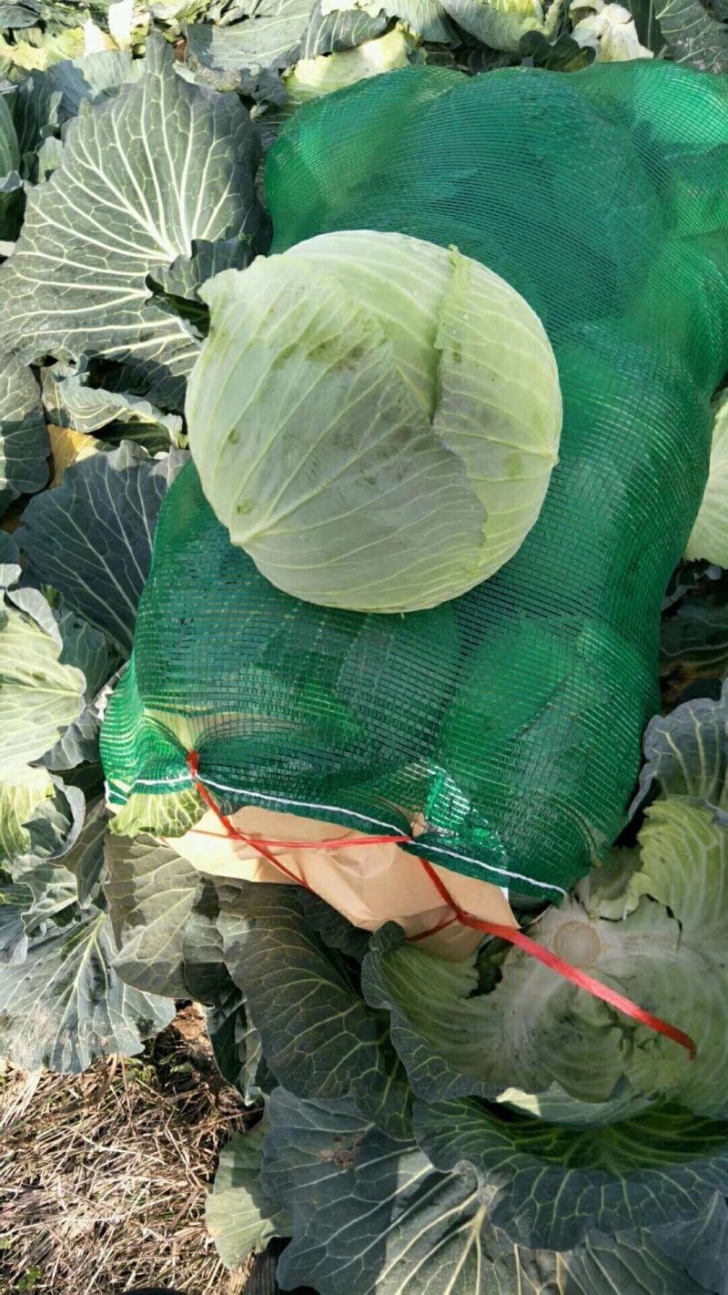【精选推荐】嘉鱼县精品湖北甘蓝可视频看货卖相好量大