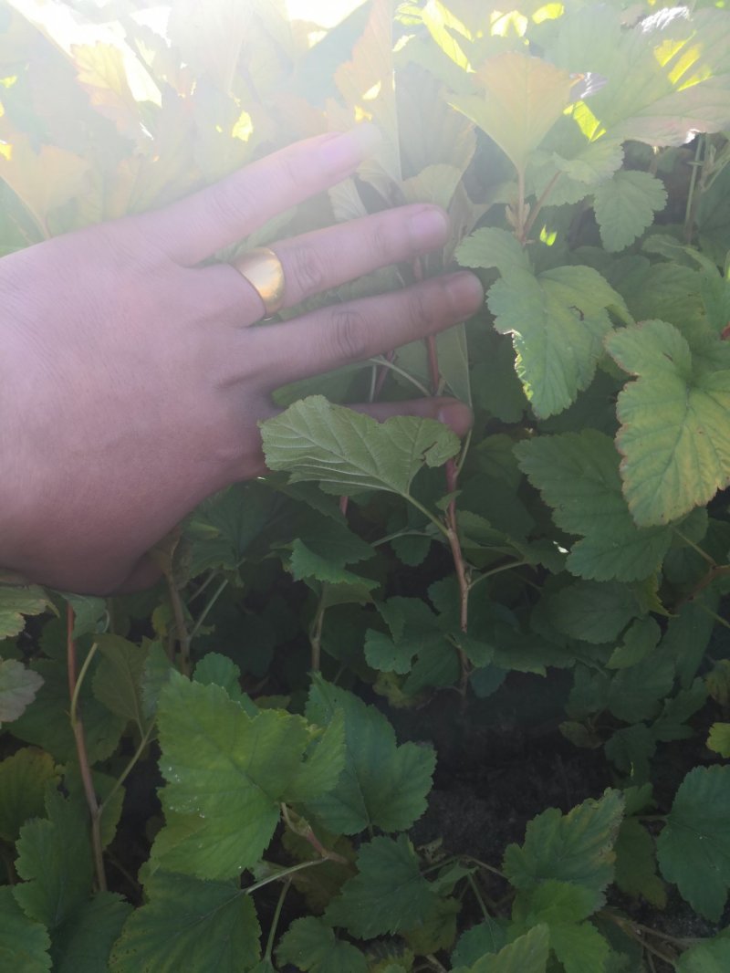 紫叶枫箱果，金叶枫箱果。产地直销，还有杯苗。