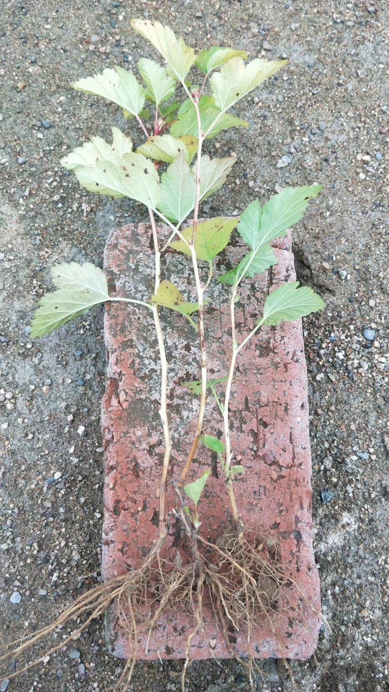 紫叶枫箱果，金叶枫箱果。产地直销，还有杯苗。