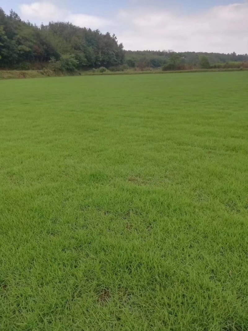 早熟禾：根系发达质量有保证价格合理可以实地考察支持线上