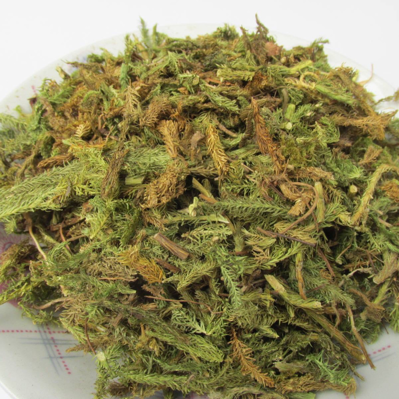 伸筋草两石松狮子草舒筋草农家初选农副产品