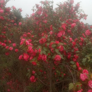 茶花