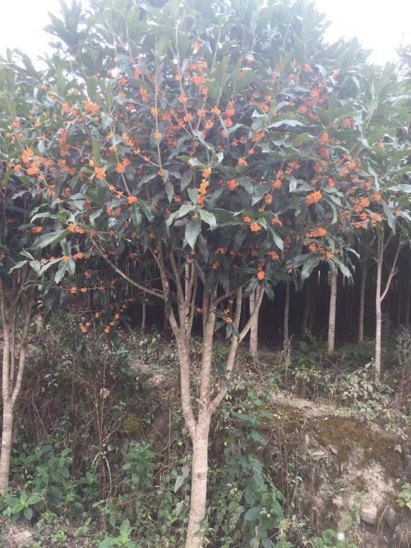 红花桂花树丹桂树基地直发