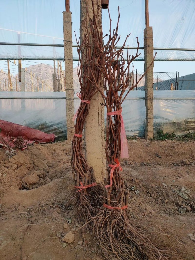 嫁接葡萄苗，蓝宝石，阳光玫瑰，藤稔，包品30~50cm