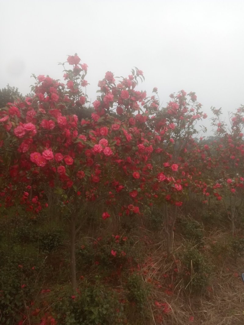 茶花