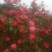 茶花