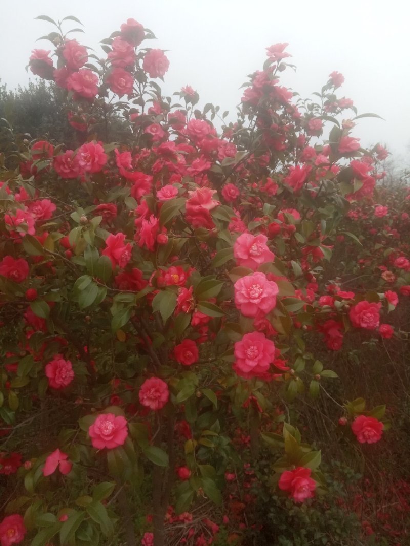 茶花
