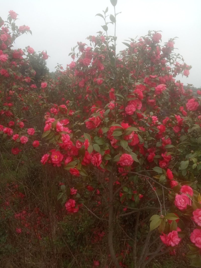 茶花