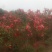 茶花