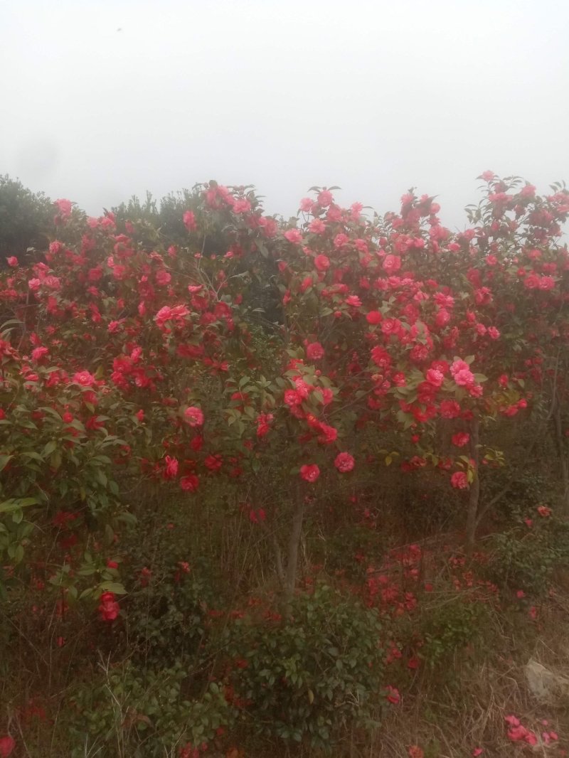 茶花