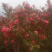 茶花