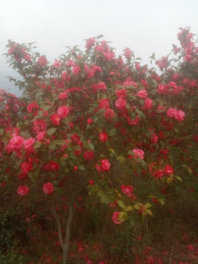 茶花