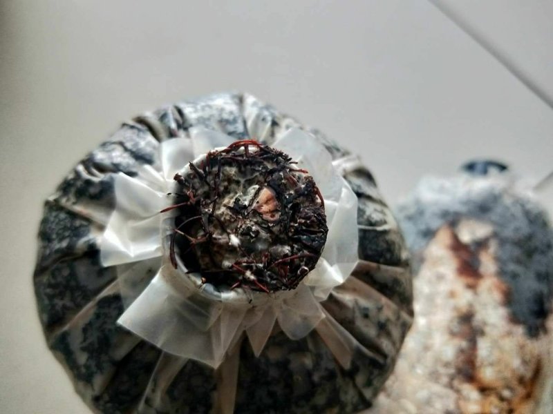 【天麻菌种蜜环菌】黄豆菌速效快速菌种/玉米同步种植菌种