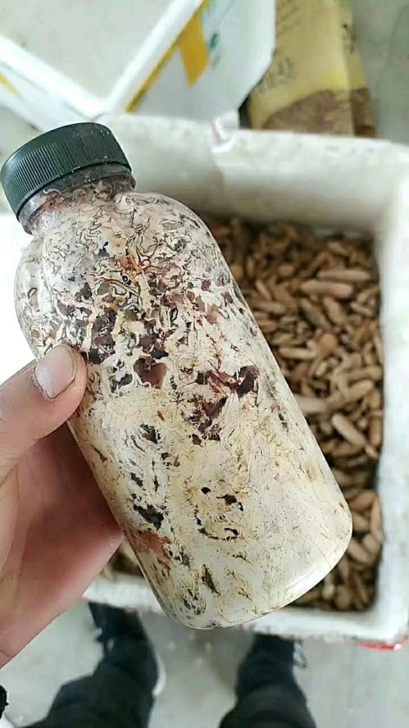 【天麻菌种蜜环菌】瓶装黄豆菌速效快速蜜环菌/同步种植蜜环