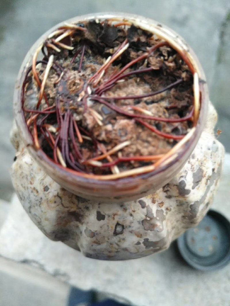 【天麻菌种蜜环菌】瓶装黄豆菌速效快速蜜环菌/同步种植蜜环