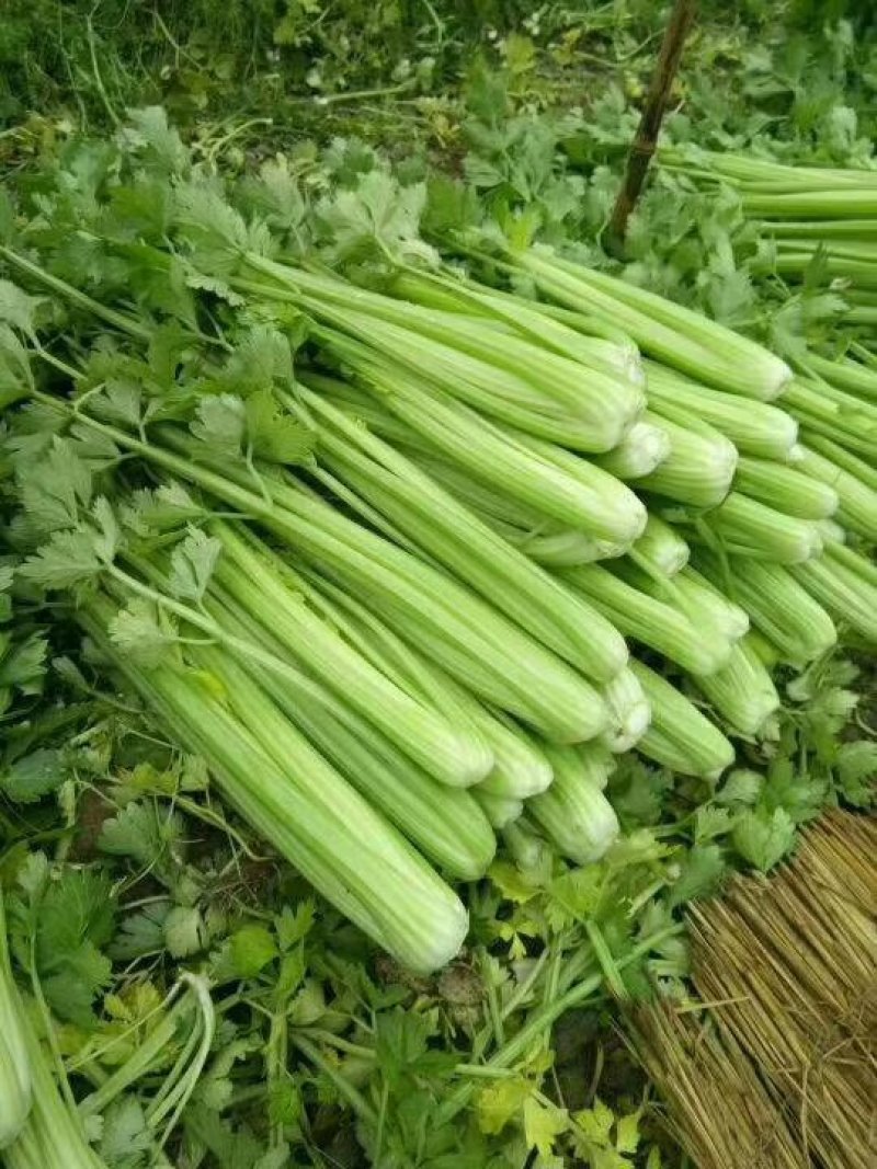 河北永年大量供应芹菜，60公分左右，颜色鲜亮，口感好。