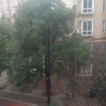 香樟树