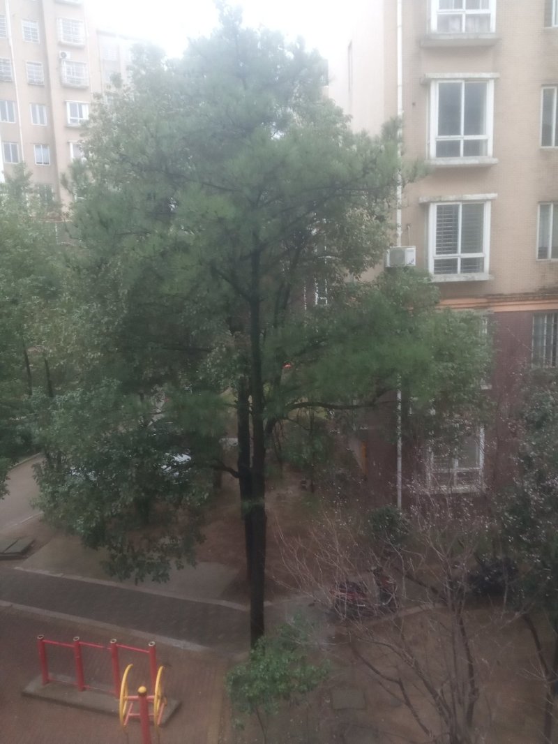 香樟树