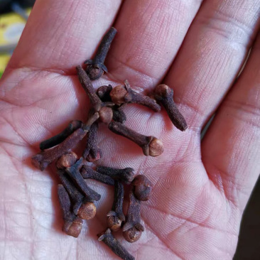 丁香雄公丁香桂花茶除口臭养胃钓鱼泡酒调料香料