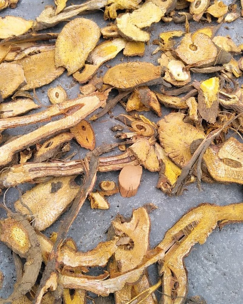 虎杖