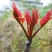 永济本地香椿芽大量上市了，有需要的老板提前联系