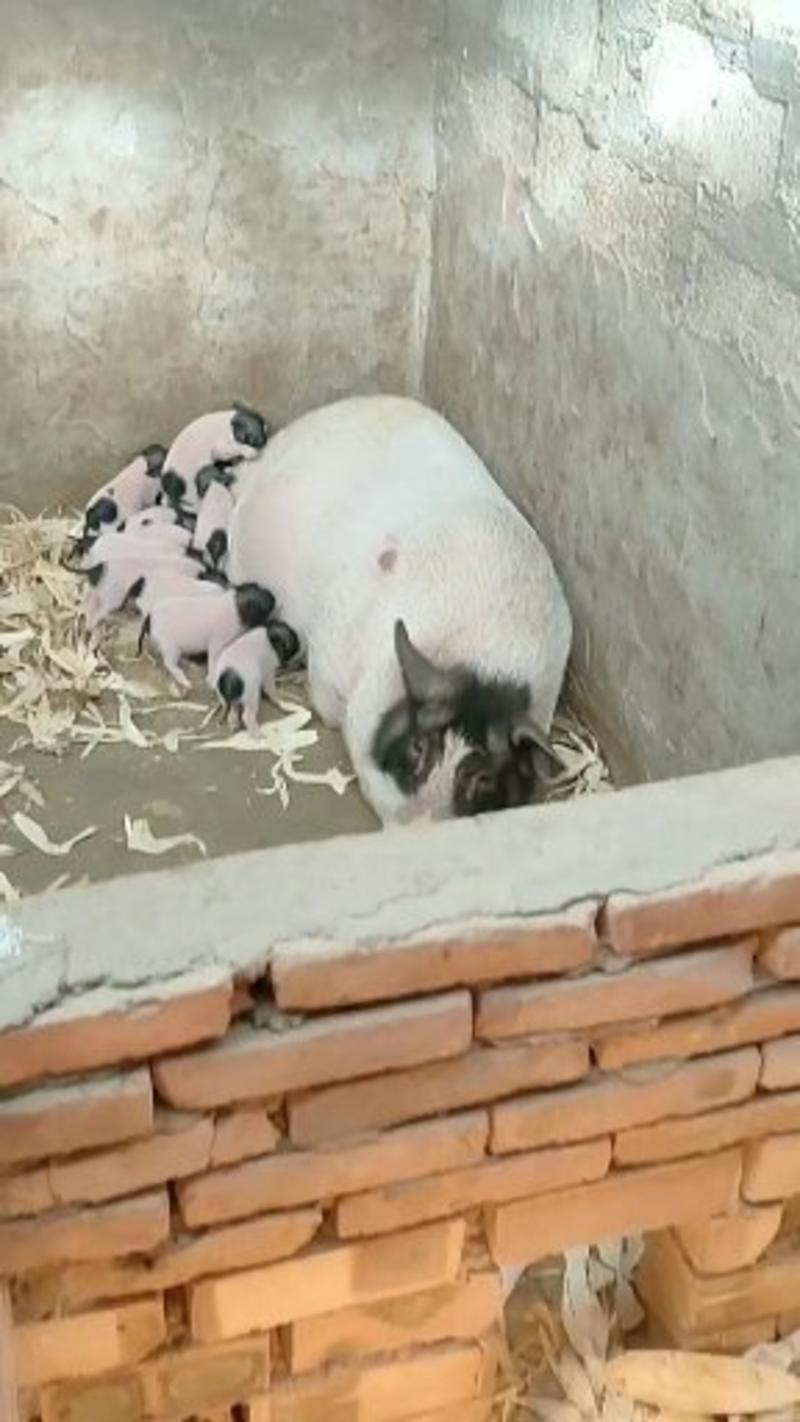 巴马香猪种公猪小香猪免费提供养殖技术宠物猪包回收