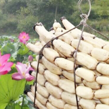 食用藕苗莲藕苗巨无霸藕苗飘花藕苗浅水藕苗